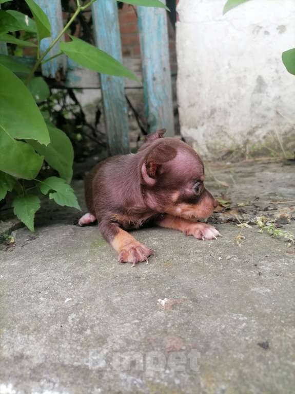 Собаки в Новочеркасске: Русский Той-терьер  Девочка, 10 000 руб. - фото 10