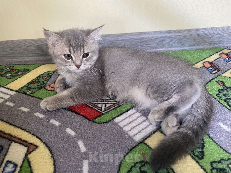 Кошки в других городах Московской области: Девочка британка серебристая шиншилла Девочка, 7 000 руб. - фото 2