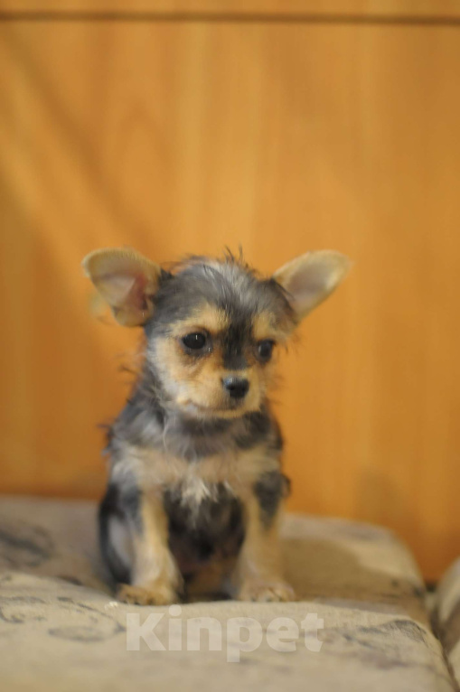 Собаки в Новосибирске: миленькая девочка, Девочка, 15 000 руб. - фото 3