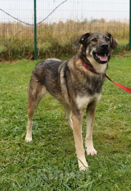 Собаки в Москве: Шерри. Умеет делать крокодилу Девочка, 1 руб. - фото 2