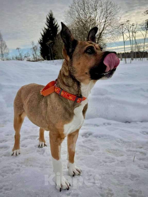 Собаки в других городах Московской области: Красавица Бука ищет дом Девочка, Бесплатно - фото 2
