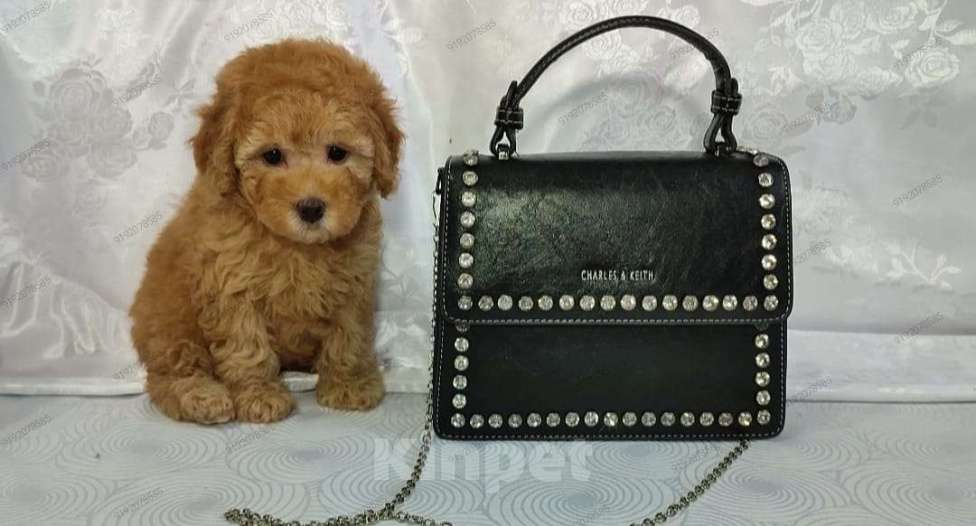 Собаки в Москве: Той пудель мальчик  Мальчик, 70 000 руб. - фото 2