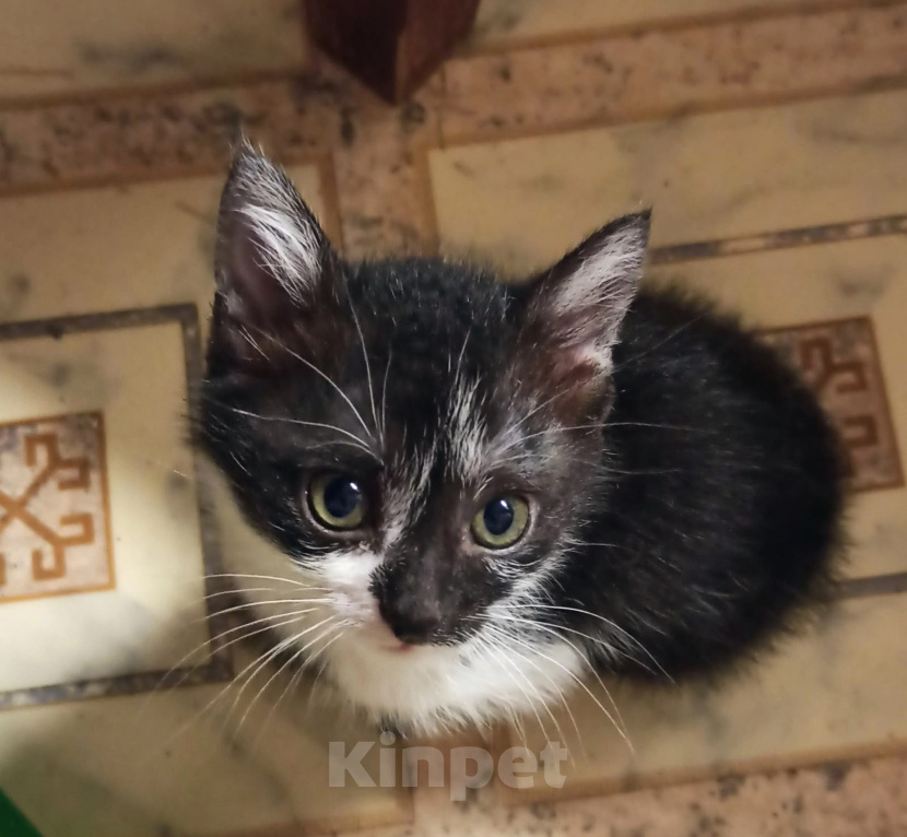 Кошки в Москве: Алиса ищет дом! Девочка, Бесплатно - фото 3