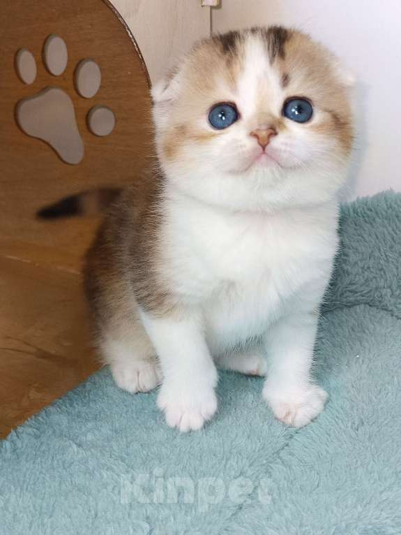 Кошки в Москве: Гахëн Девочка, 50 000 руб. - фото 2