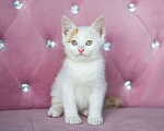 Кошки в Москве: Котёнок Семён ищет дом  Мальчик, Бесплатно - фото 2