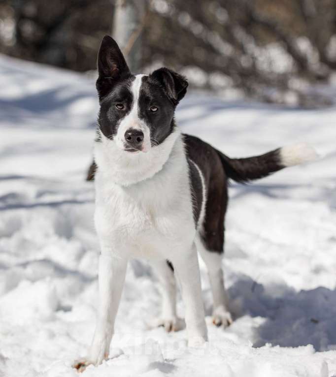 Собаки в Москве: Мармеладка Девочка, Бесплатно - фото 2
