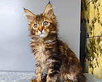Кошки в Москве: Котёнок Мейн-кун Девочка Девочка, 50 000 руб. - фото 4