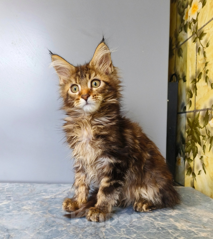 Кошки в Москве: Котёнок Мейн-кун Девочка Девочка, 50 000 руб. - фото 4