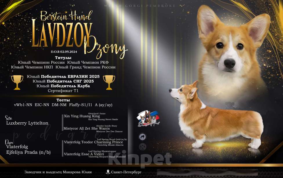 Собаки в Санкт-Петербурге: Племенной кобель Вельш корги пемброк Мальчик, Бесплатно - фото 1