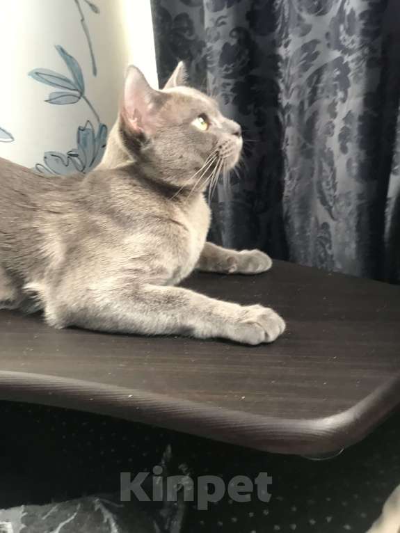 Кошки в Москве: Бурманский кот вязка Мальчик, 8 000 руб. - фото 2