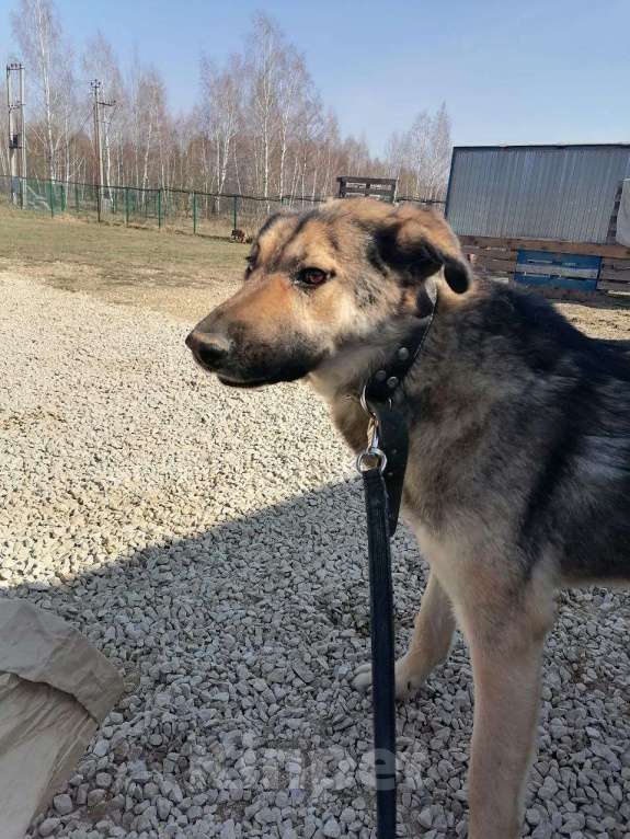 Собаки в Москве: Найдется ли мне место хотя бы в приюте? Мальчик, Бесплатно - фото 2