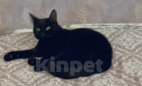 Кошки в Екатеринбурге: ПРОПАЛА КОШКА Девочка, Бесплатно - фото 1