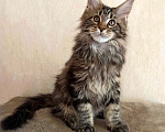 Кошки в Тюмени: Котята мейн-кун с документами Мальчик, 25 000 руб. - фото 2
