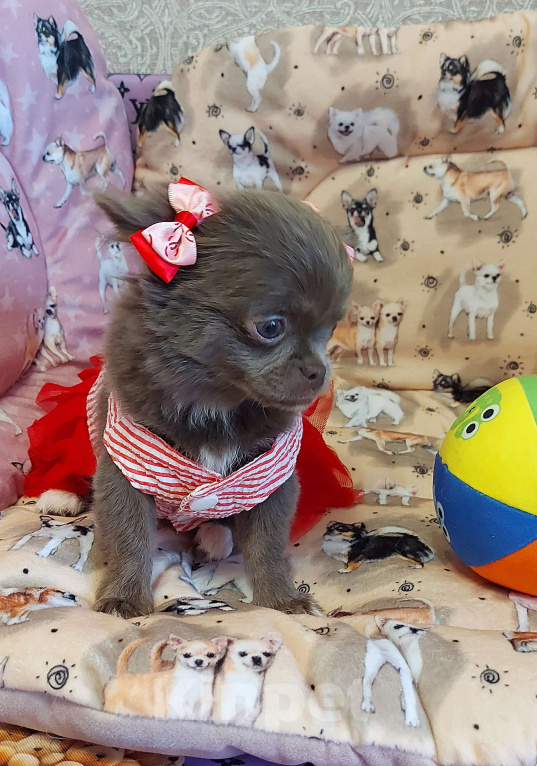 Собаки в Новосибирске: Девочка Чихуахуа Девочка, Бесплатно - фото 5