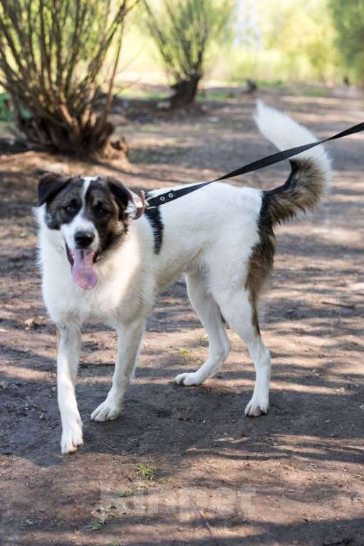 Собаки в Москве: Эмиль...он же Емеля...он же булочка Мальчик, Бесплатно - фото 2