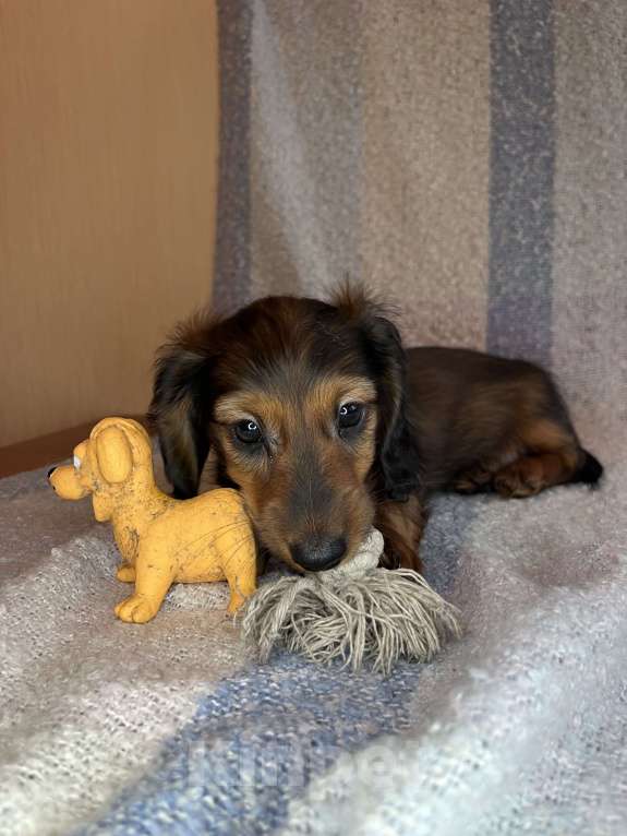 Собаки в Москве: Рыжий мальчик длинношерстной таксы Мальчик, 50 000 руб. - фото 4