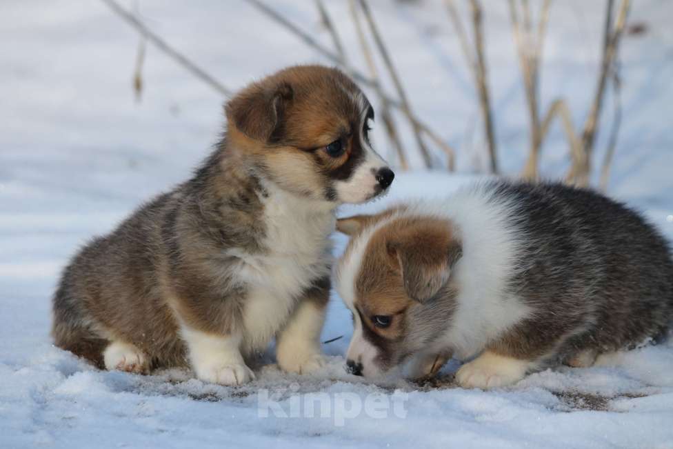 Собаки в Одинцово: Вельш Корги Пемброк Девочка, 50 000 руб. - фото 4