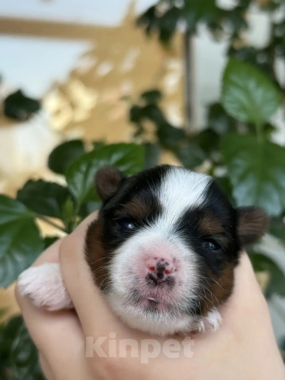 Собаки в Новосибирске: Бивер-йоркширский терьер Разнополые, 50 000 руб. - фото 2