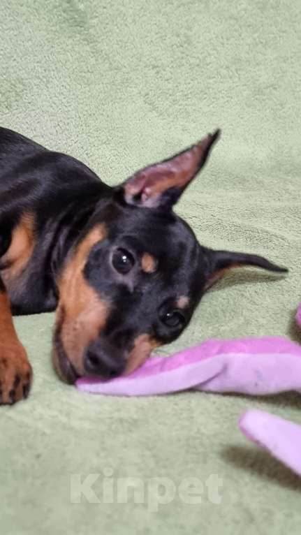 Собаки в Наро-Фоминске: Щенок цвергпинчер, кобель купированный Мальчик, 60 000 руб. - фото 8
