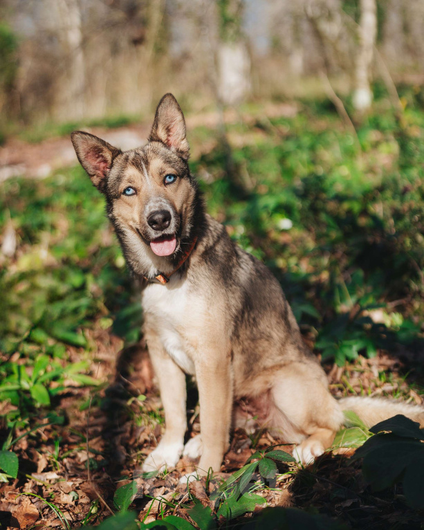 Собаки в Санкт-Петербурге: Эва ищет дом  Девочка, Бесплатно - фото 3