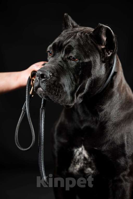 Собаки в Самаре: Кане Корсо изысканная класика Девочка, 45 000 руб. - фото 4