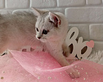 Кошки в Брянске: Снежная королева серебристая кошечка Девочка, 15 000 руб. - фото 6