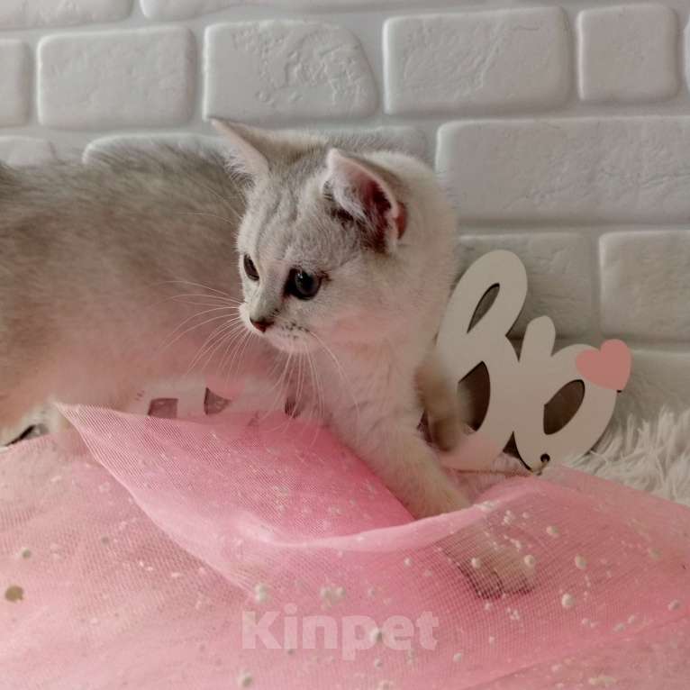 Кошки в Брянске: Снежная королева серебристая кошечка Девочка, 15 000 руб. - фото 6