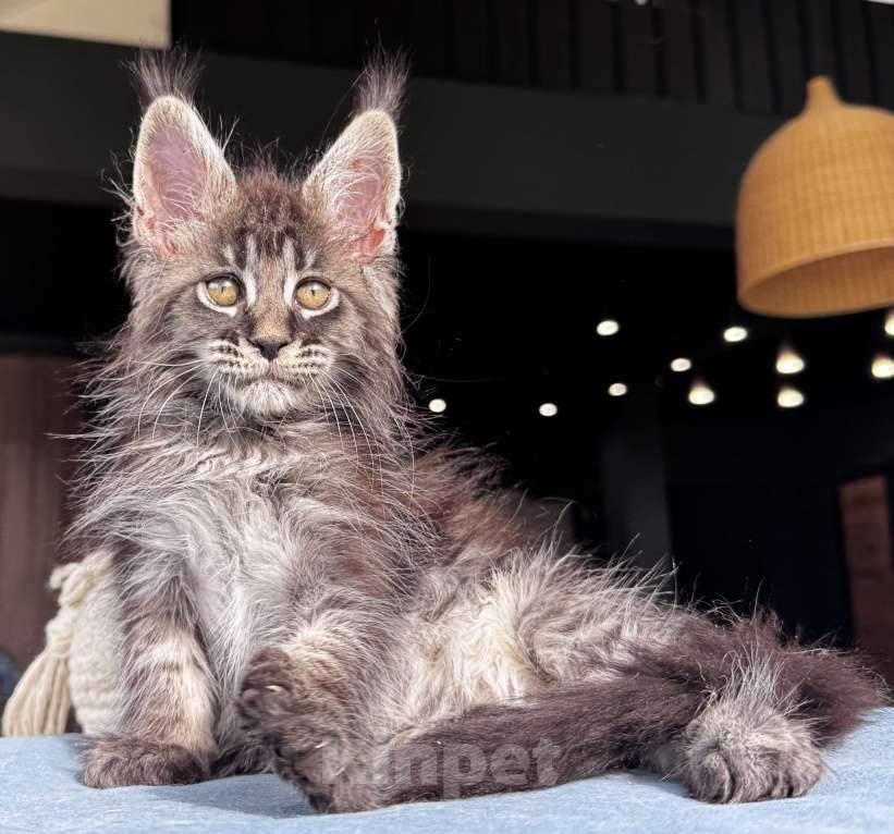 Кошки в Москве: Кот Мейн Кун Veyron Fancy Девочка, 80 000 руб. - фото 4