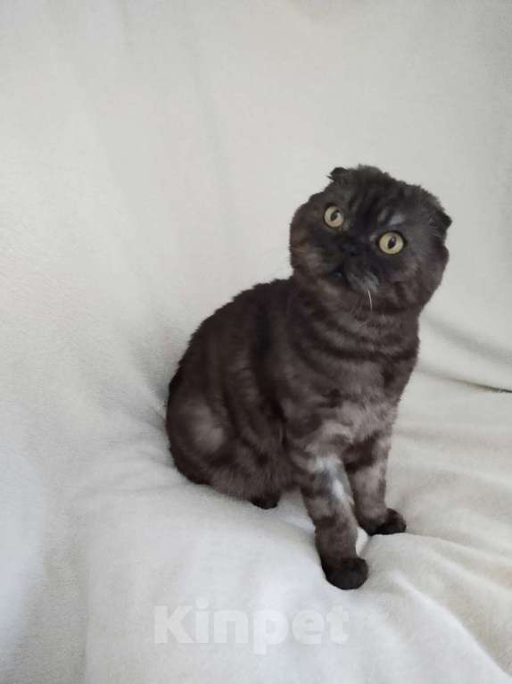 Кошки в Санкт-Петербурге: Ласковый шотландец ищет дом Мальчик, Бесплатно - фото 5