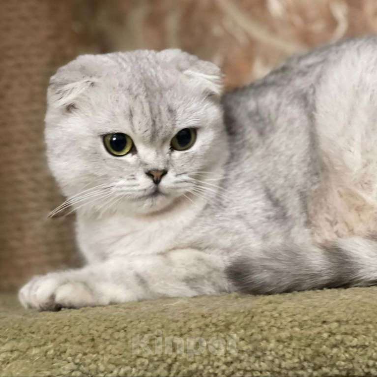 Кошки в Москве: Породистую кошечку выкинули Девочка, Бесплатно - фото 2