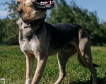 Собаки в Химках: Умный пес Мальчик, Бесплатно - фото 4
