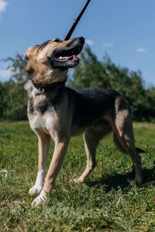 Собаки в Химках: Умный пес Мальчик, Бесплатно - фото 4