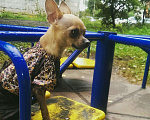 Собаки в Иваново: Кобель для вязки мини той терьер Мальчик, 1 500 руб. - фото 2