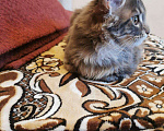 Кошки в Ливны: Нежный подарок, 25 000 руб. - фото 6