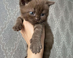 Кошки в Челябинске: Шоколадный клубный британец Мальчик, 15 000 руб. - фото 2