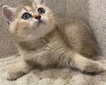 Кошки в Люберцах: Британская кошечка Девочка, 30 000 руб. - фото 2