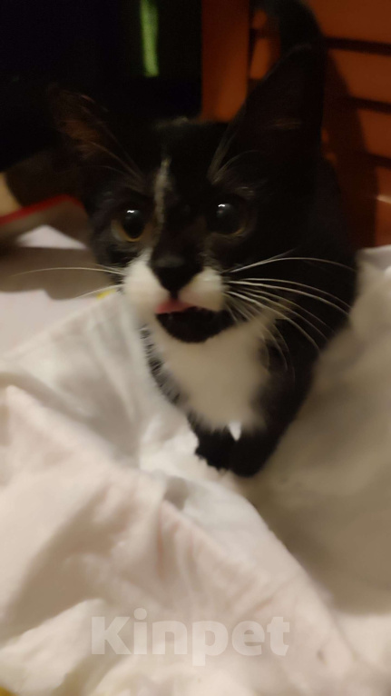 Кошки в Санкт-Петербурге: Котёнок, ручная черно-белая девочка Девочка, Бесплатно - фото 2