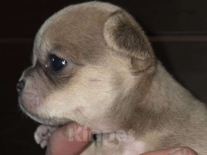Собаки в других городах Московской области: Щенки чихуахуа Голубо палевый мальчик Мальчик, 50 000 руб. - фото 2