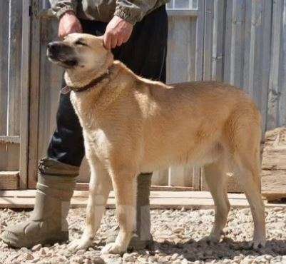 Собаки в Москве: Вашингтон Мальчик, Бесплатно - фото 3