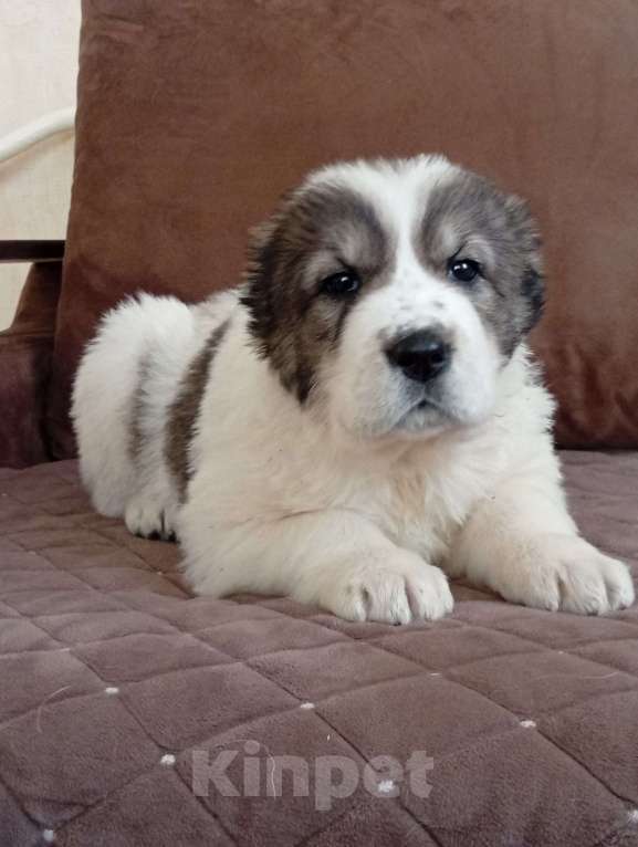 Собаки в Печоре: Девочка САО Девочка, 30 000 руб. - фото 3