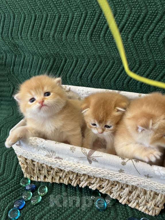 Кошки в Липецке: Шотландские котята  Мальчик, 18 000 руб. - фото 1