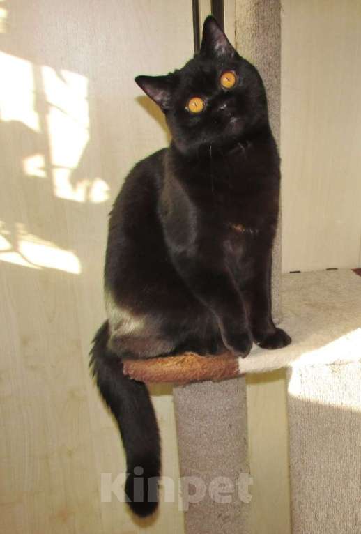 Кошки в Санкт-Петербурге: черный кот на вязку Мальчик, 15 000 руб. - фото 2