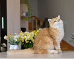Кошки в Владивостоке: Очаровательная британская кошечка Девочка, 70 000 руб. - фото 3