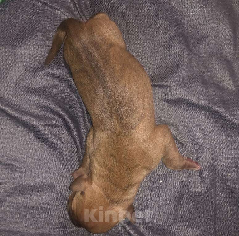 Собаки в Новосибирске: Щенок американского питбультерьера  Девочка, 60 000 руб. - фото 2