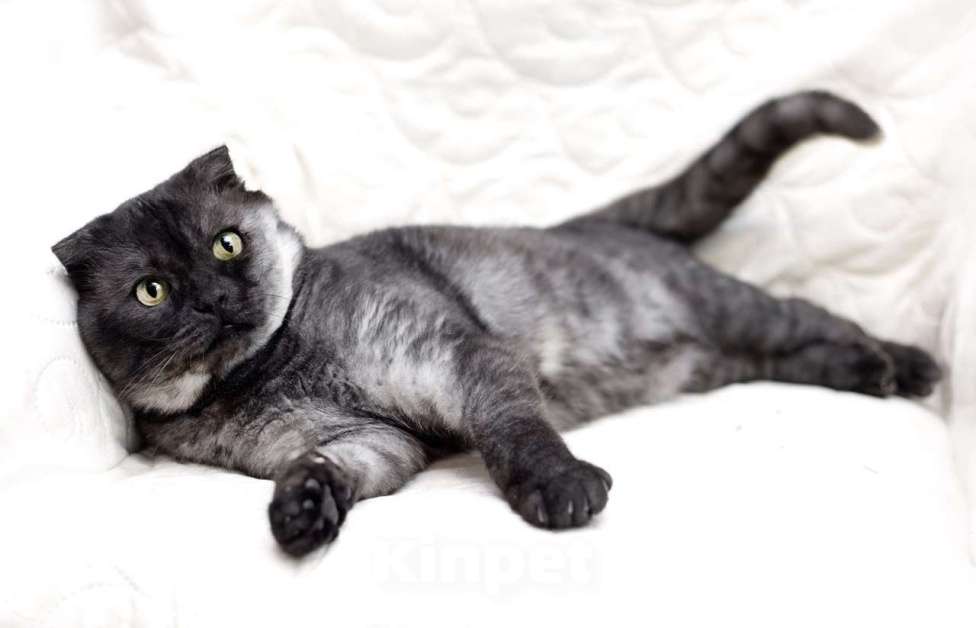 Кошки в Москве: Самый ласковый шотландский кот Герлен, окрас черный дым, в дар Мальчик, 1 руб. - фото 1