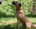 Собаки в Ногинске: Варя ждет свою семью в приюте Девочка, Бесплатно - фото 3