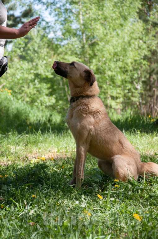 Собаки в Ногинске: Варя ждет свою семью в приюте Девочка, Бесплатно - фото 3