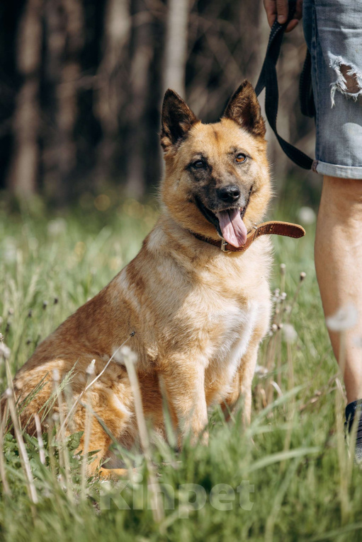 Собаки в Москве: Небольшая рыжая лисичка в добрые руки Мальчик, Бесплатно - фото 4