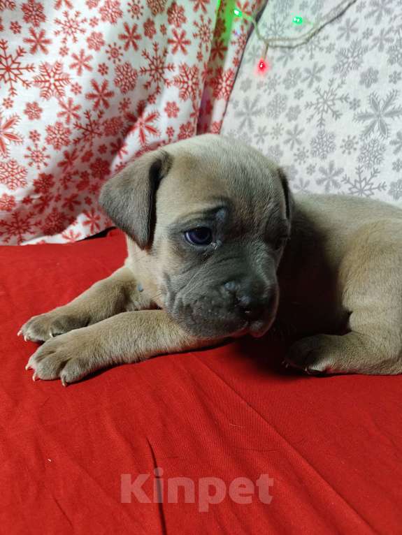 Собаки в других городах Краснодарского края: Кане-Корсо, щенок Девочка, 25 000 руб. - фото 6