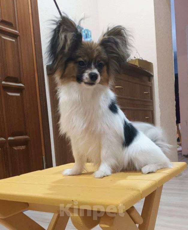 Собаки в Москве: Щенок папийона  мальчик Честер Мальчик, 65 000 руб. - фото 1